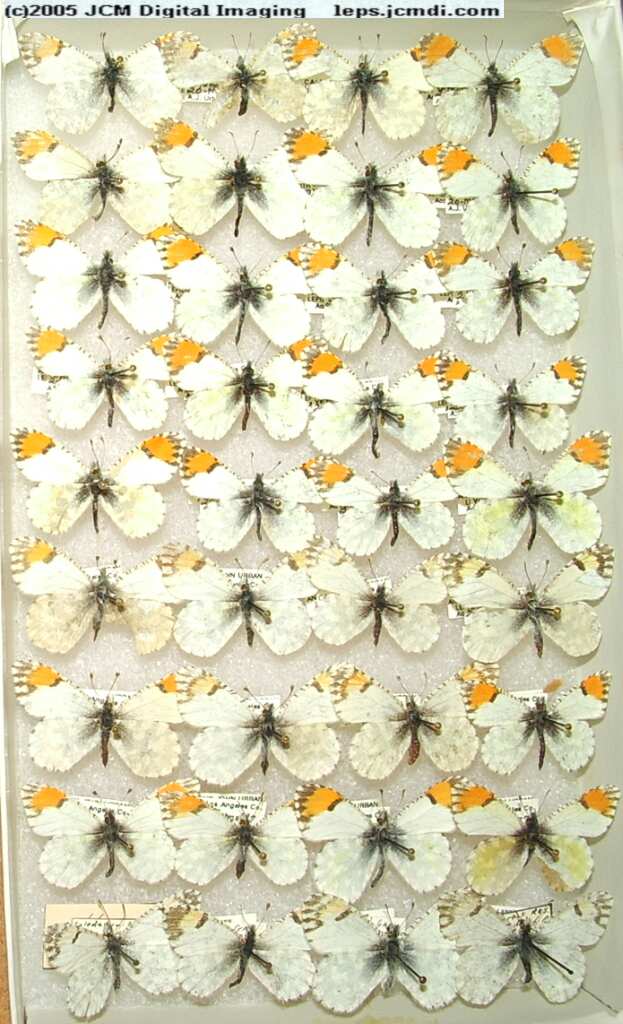 Anthocaris cethura  (Los Angeles Natural History Museum collection)
