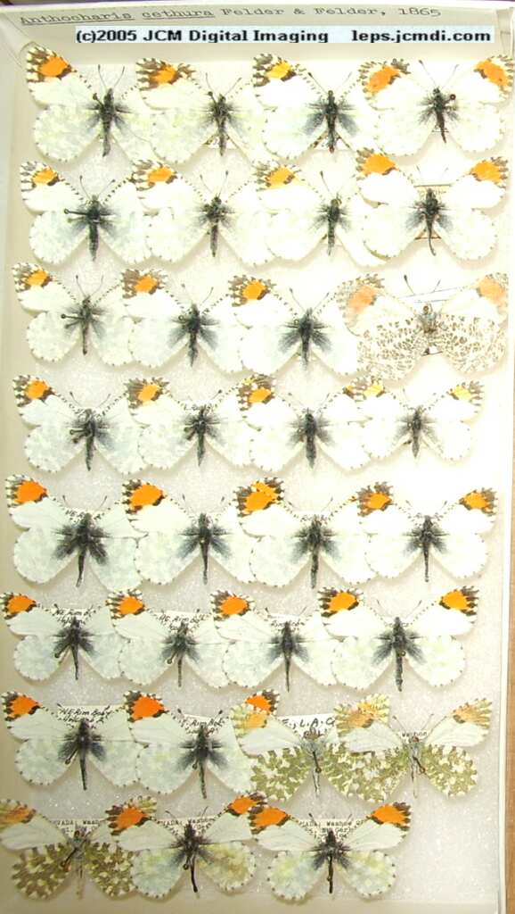 Anthocaris cethura  (Los Angeles Natural History Museum collection)