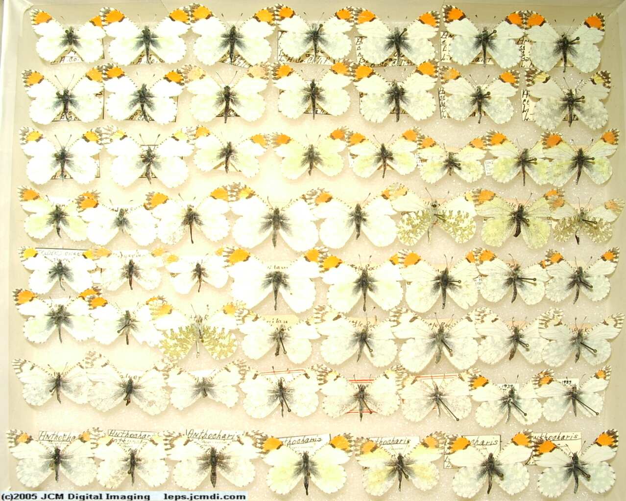 Anthocaris cethura  (Los Angeles Natural History Museum collection)