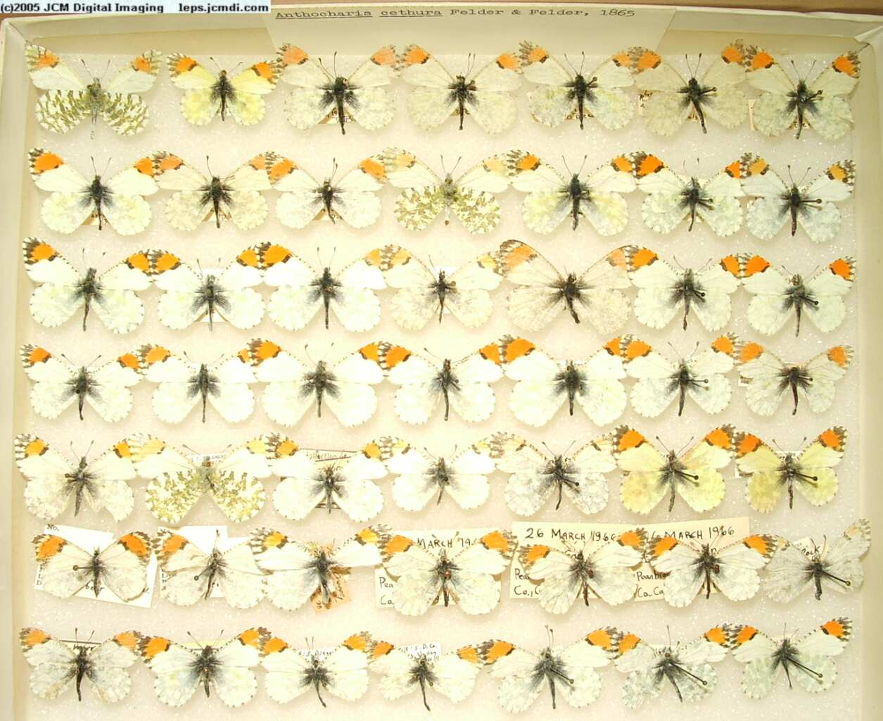 Anthocaris cethura  (Los Angeles Natural History Museum collection)