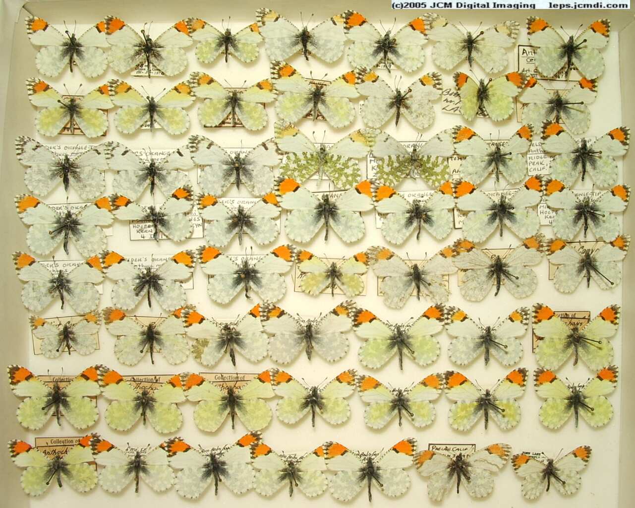 Anthocaris cethura  (Los Angeles Natural History Museum collection)