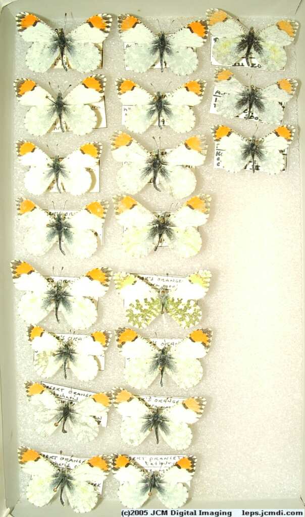 Anthocaris cethura  (Los Angeles Natural History Museum collection)