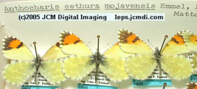 Anthocaris cethura  (Los Angeles Natural History Museum collection)