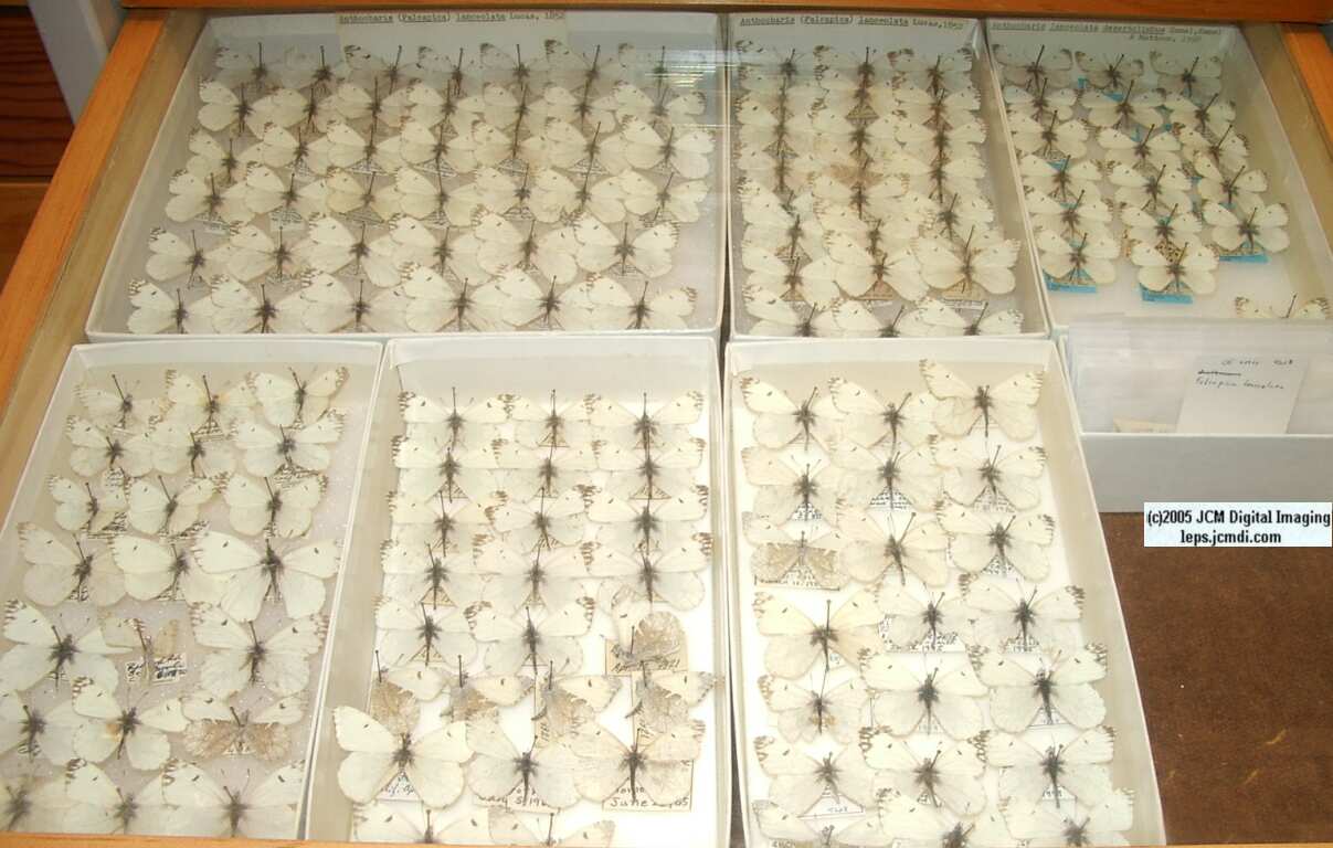 Anthocaris lanceolata (Los Angeles Natural History Museum collection)