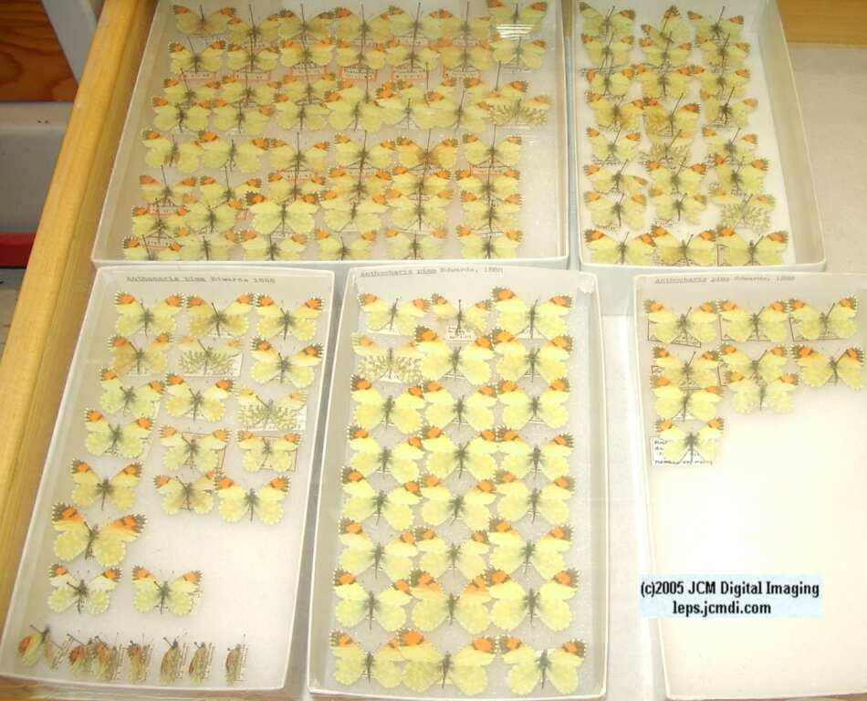 Anthocaris lanceolata (Los Angeles Natural History Museum collection)