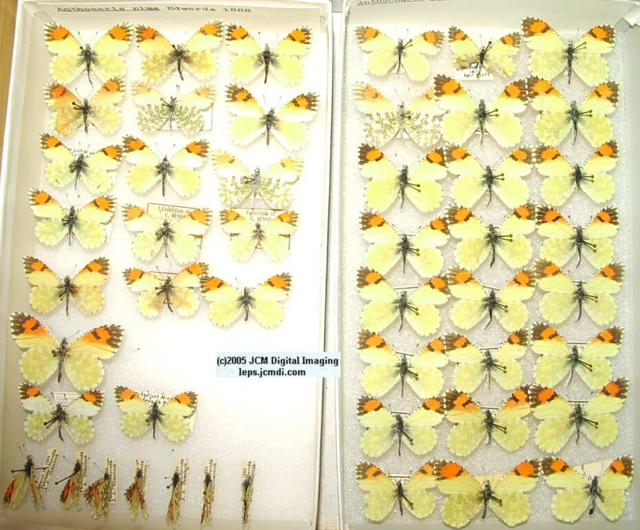 Anthocaris pima (Los Angeles Natural History Museum collection)