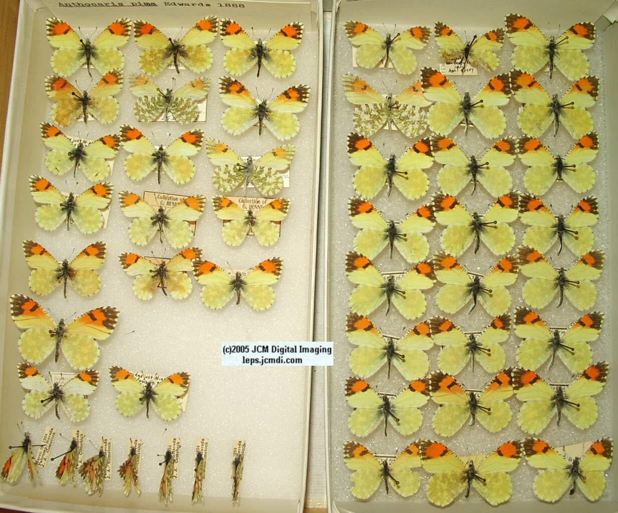 Anthocaris pima (Los Angeles Natural History Museum collection)