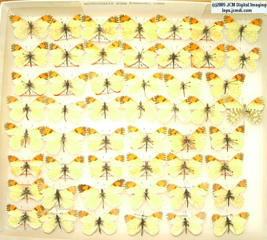 Anthocaris pima (Los Angeles Natural History Museum collection)