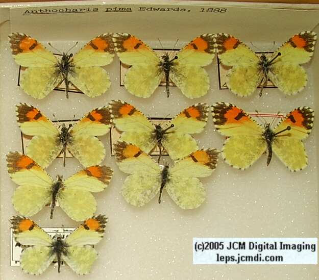 Anthocaris pima (Los Angeles Natural History Museum collection)