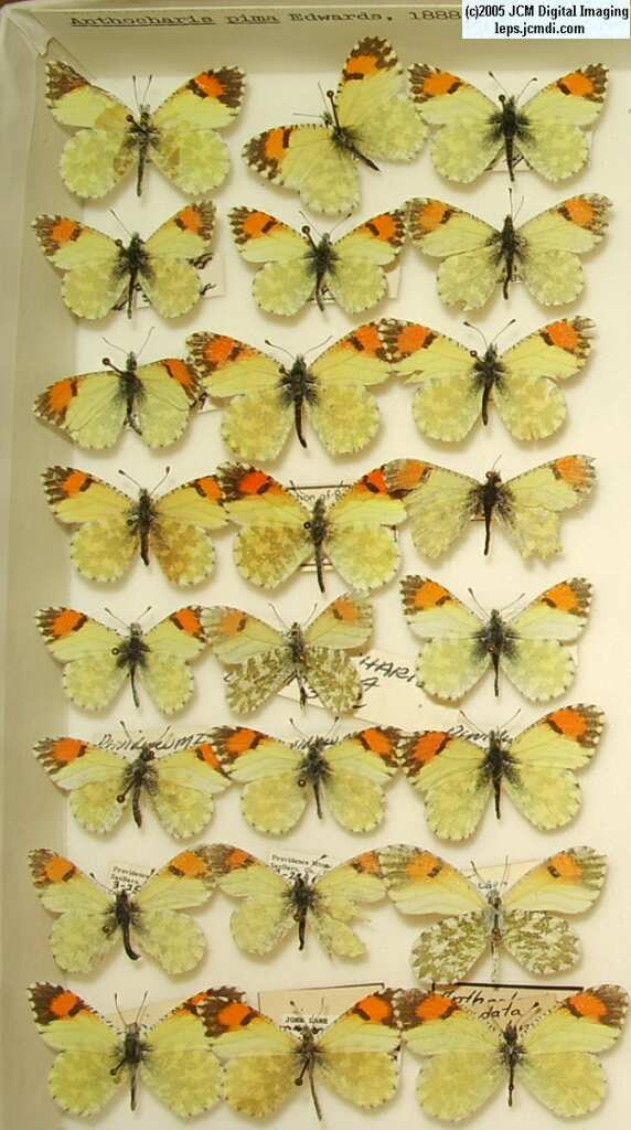 Anthocaris pima (Los Angeles Natural History Museum collection)