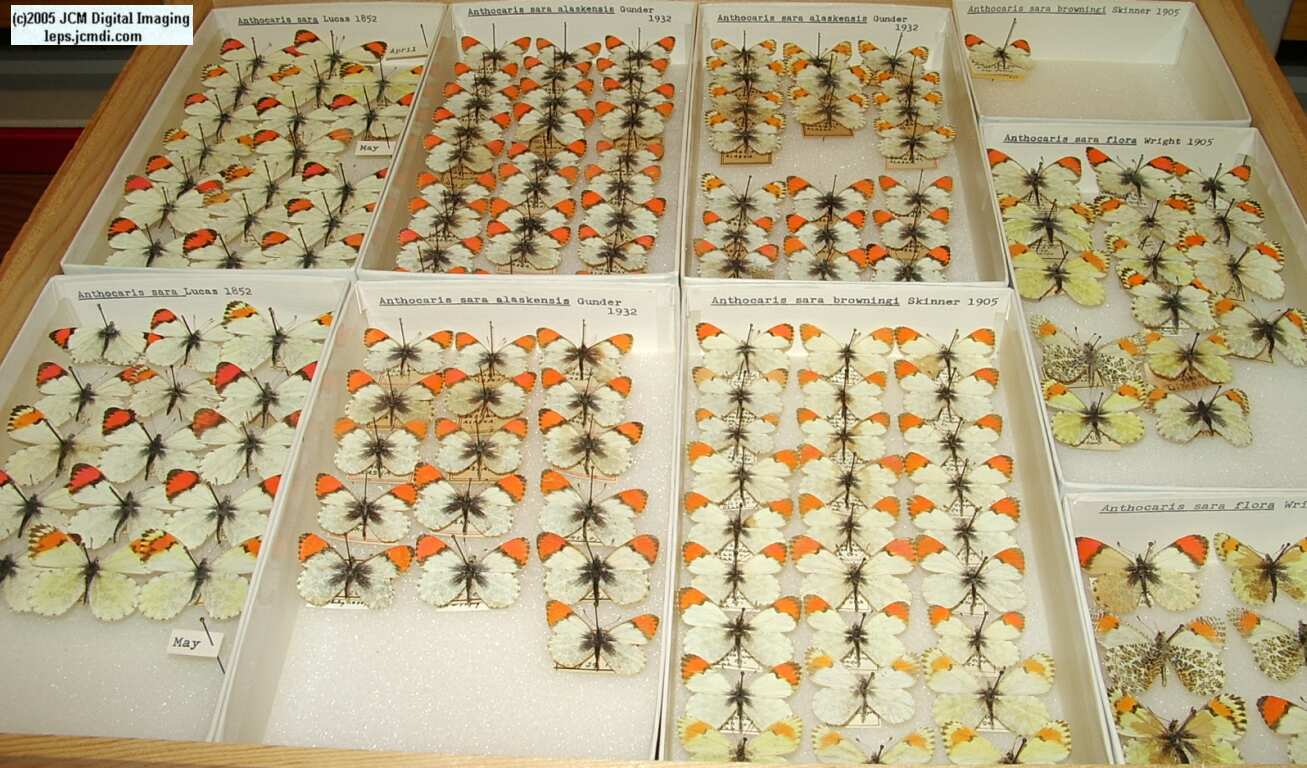 Anthocaris sara (Los Angeles Natural History Museum collection)