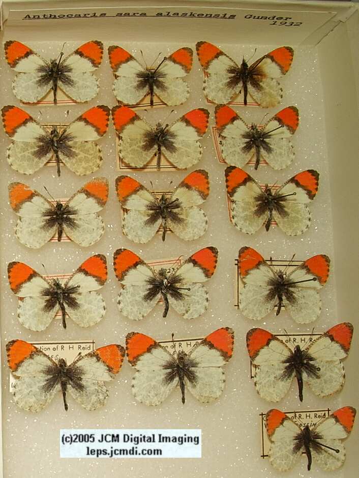 Anthocaris sara (Los Angeles Natural History Museum collection)
