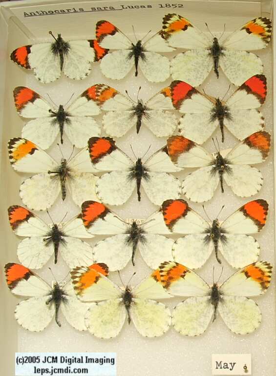 Anthocaris sara (Los Angeles Natural History Museum collection)