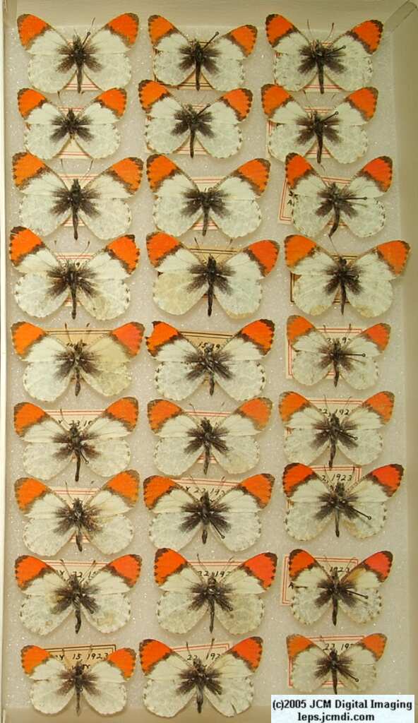 Anthocaris sara (Los Angeles Natural History Museum collection)