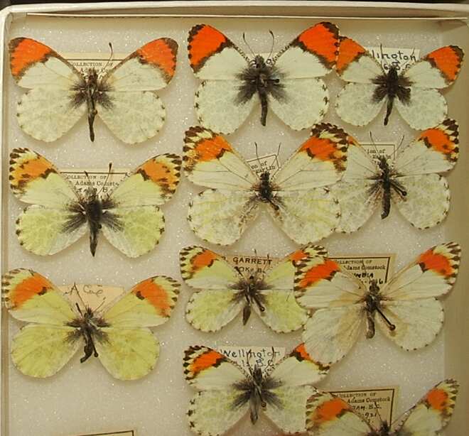 Anthocaris sara (Los Angeles Natural History Museum collection)
