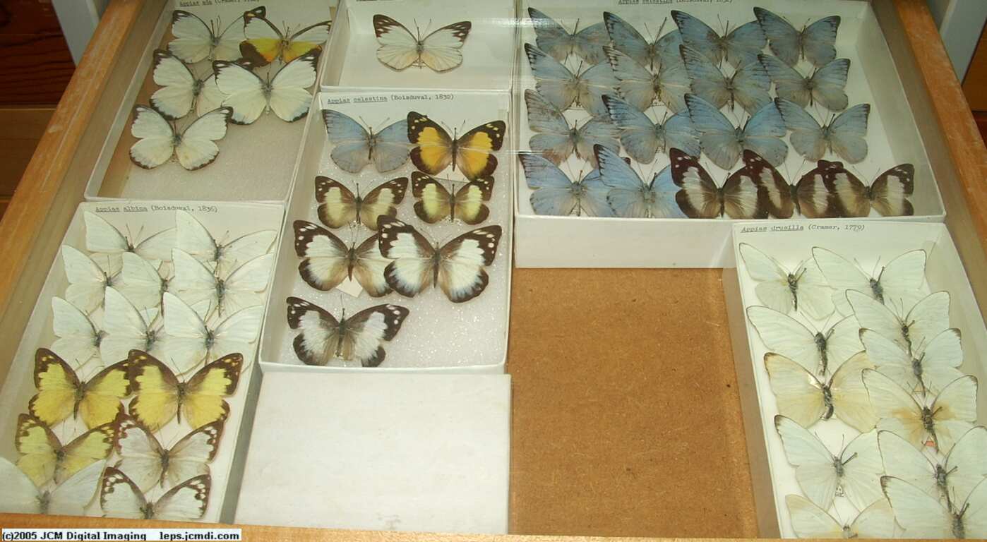 Pieridae species (Los Angeles Natural History Museum collection)