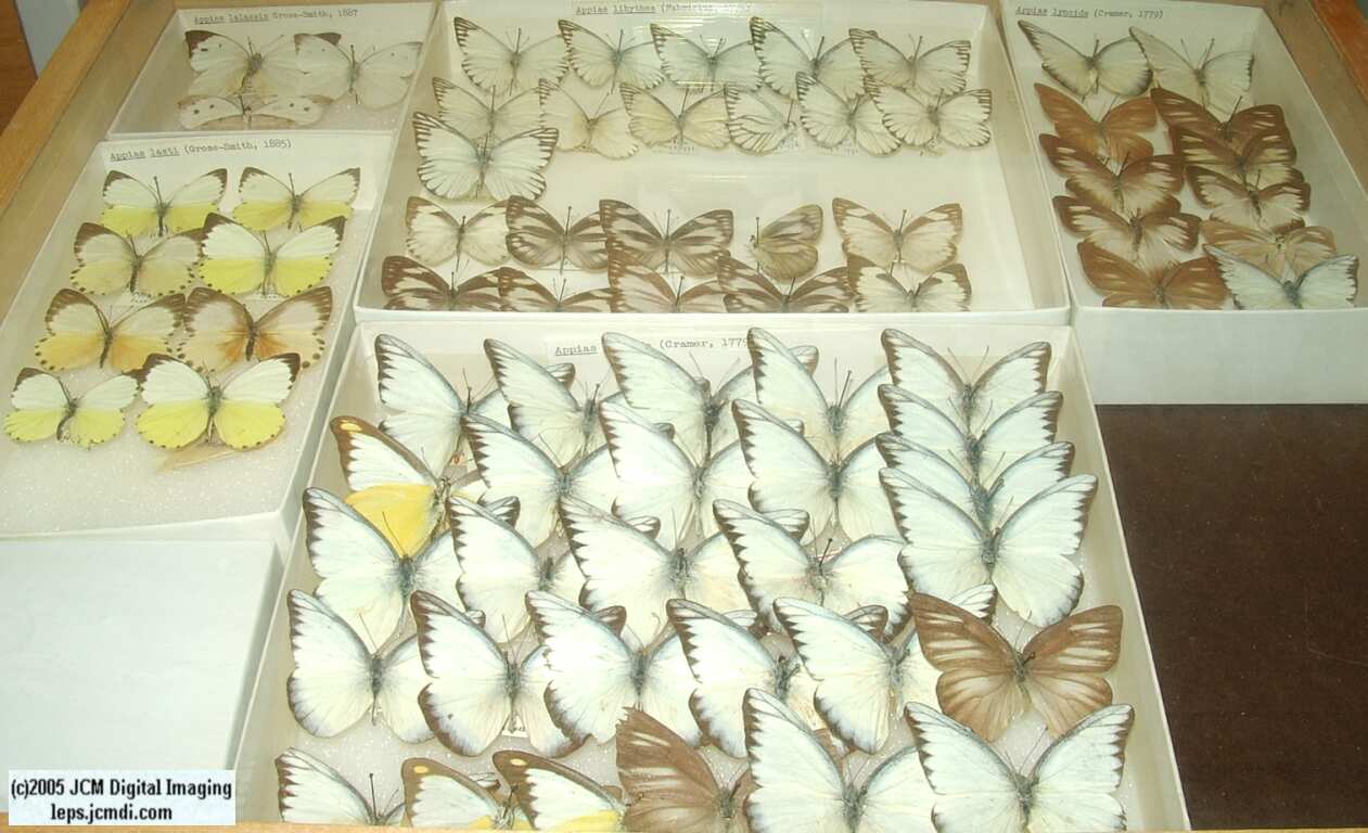 Pieridae species (Los Angeles Natural History Museum collection)