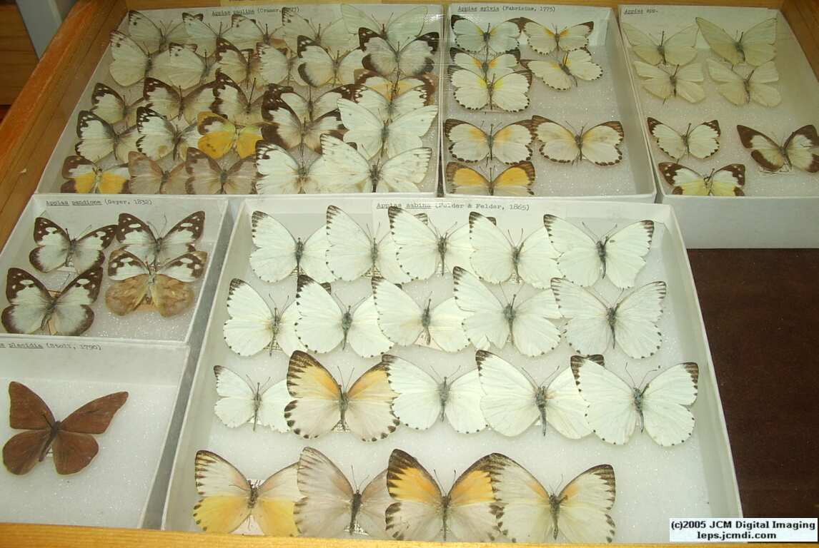 Pieridae species (Los Angeles Natural History Museum collection)