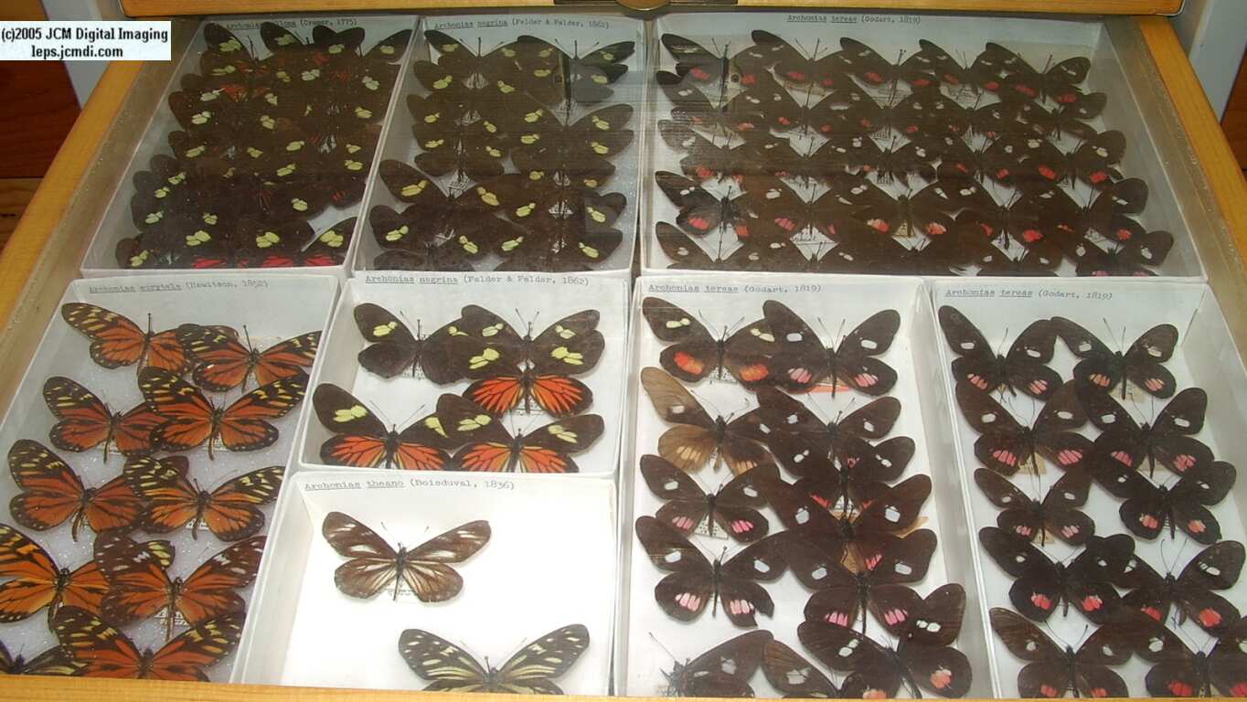 Pieridae species (Los Angeles Natural History Museum collection)