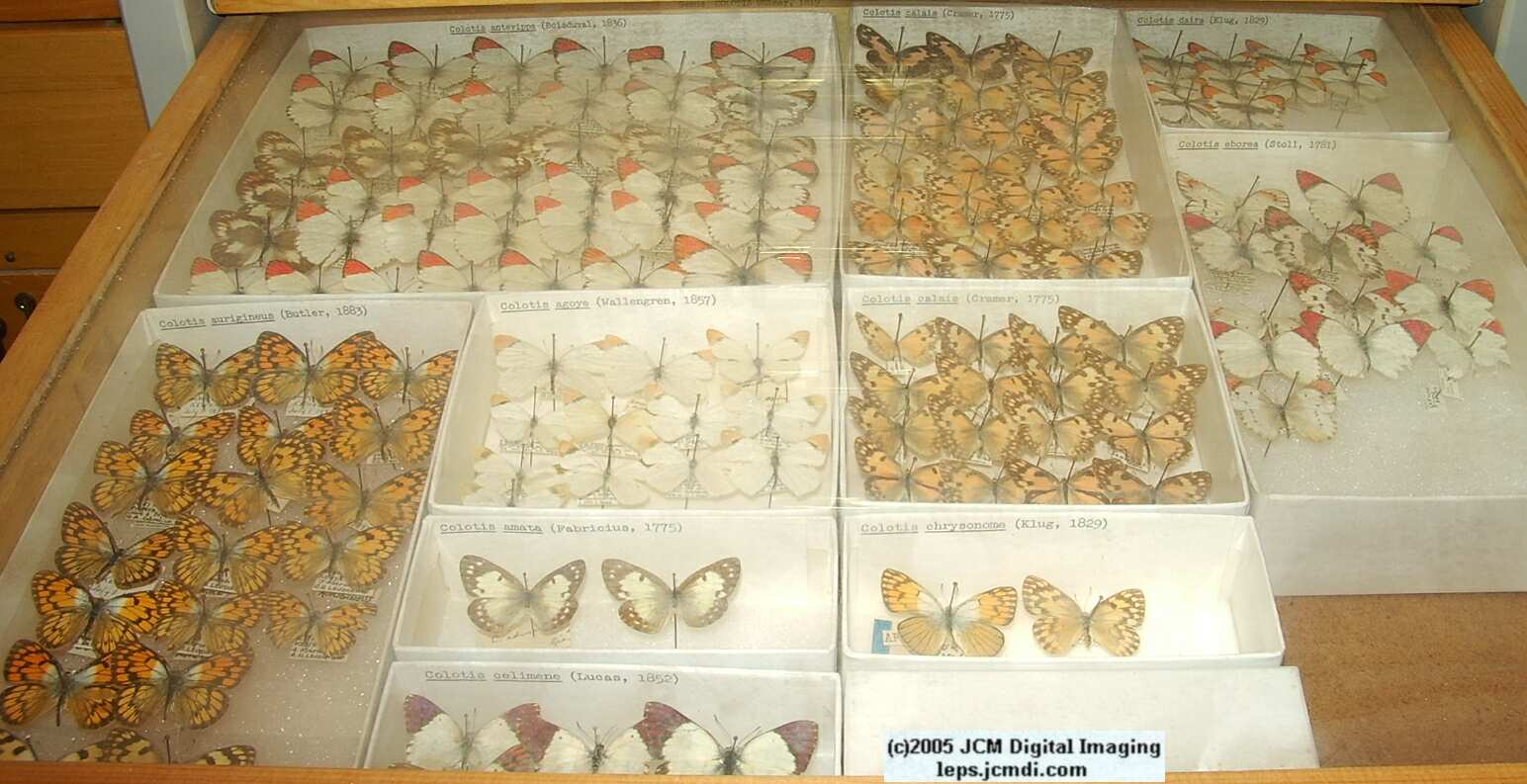 Pieridae species (Los Angeles Natural History Museum collection)