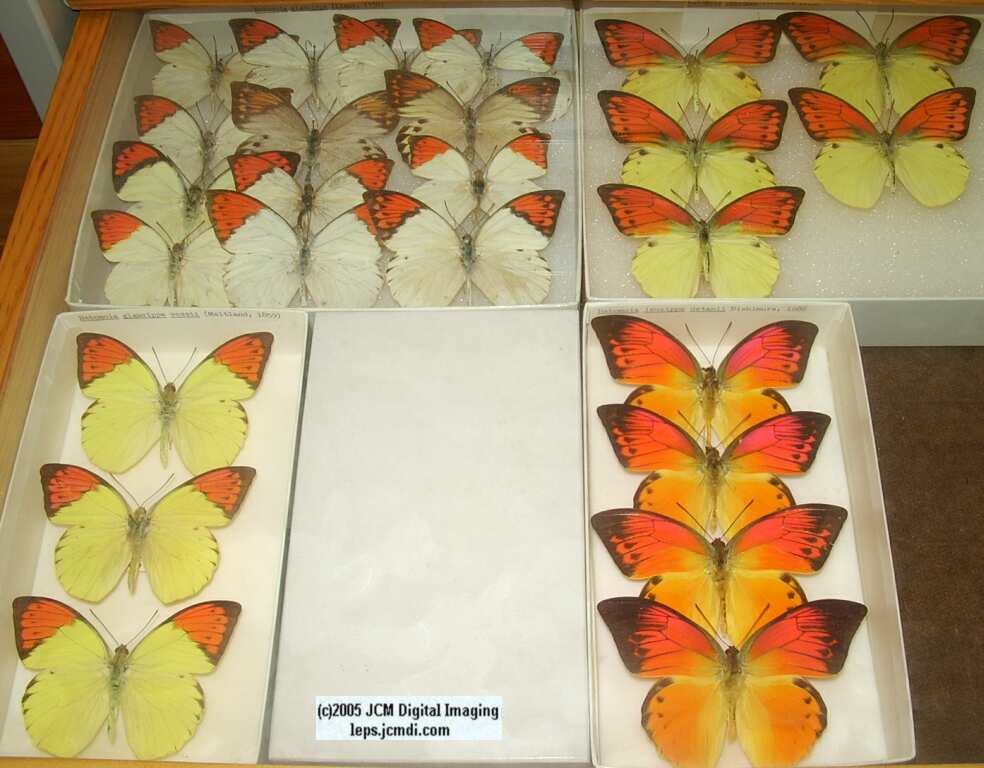 Pieridae species (Los Angeles Natural History Museum collection)