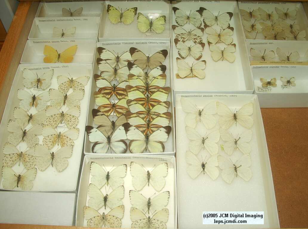 Pieridae species (Los Angeles Natural History Museum collection)