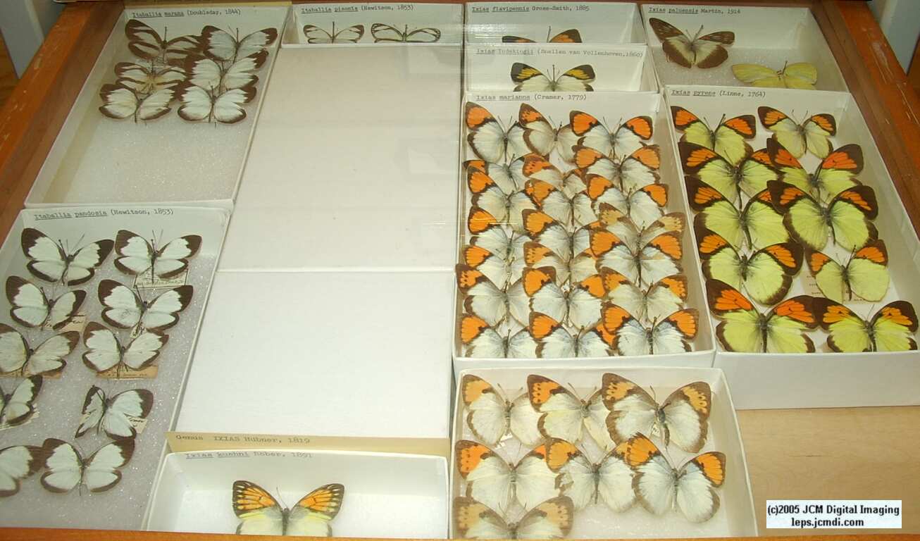 Pieridae species (Los Angeles Natural History Museum collection)