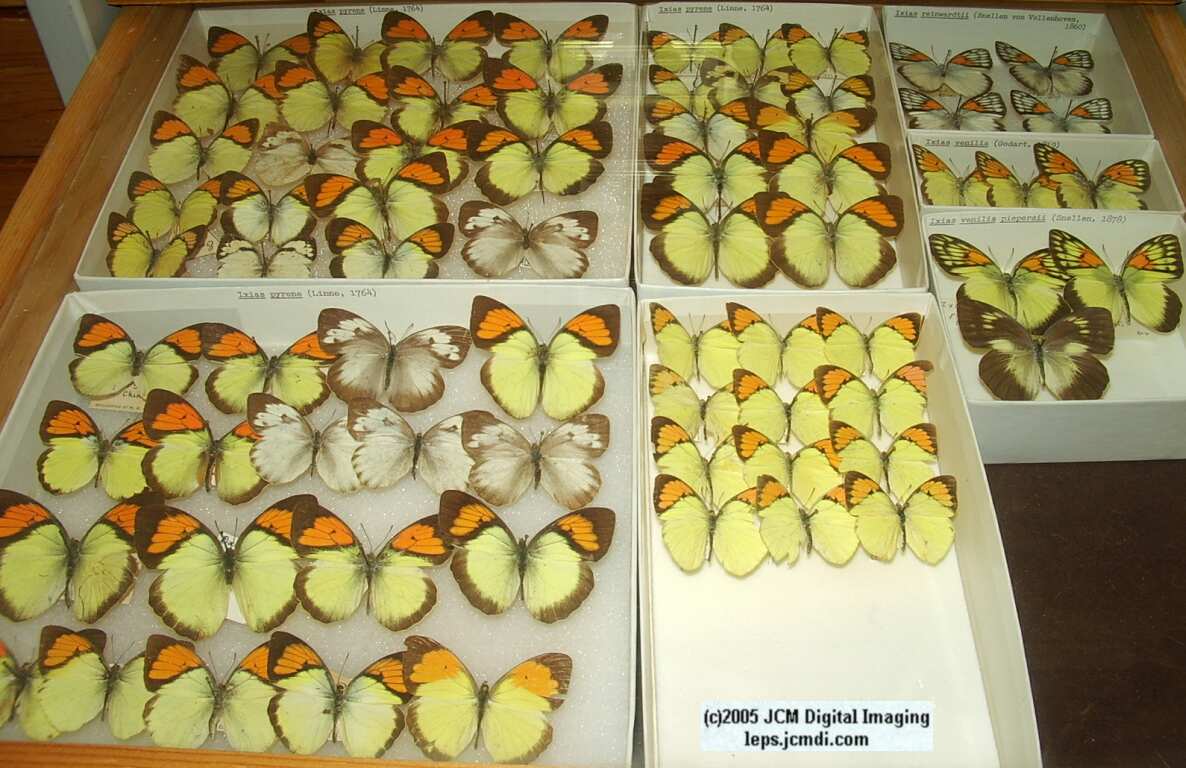 Pieridae species (Los Angeles Natural History Museum collection)