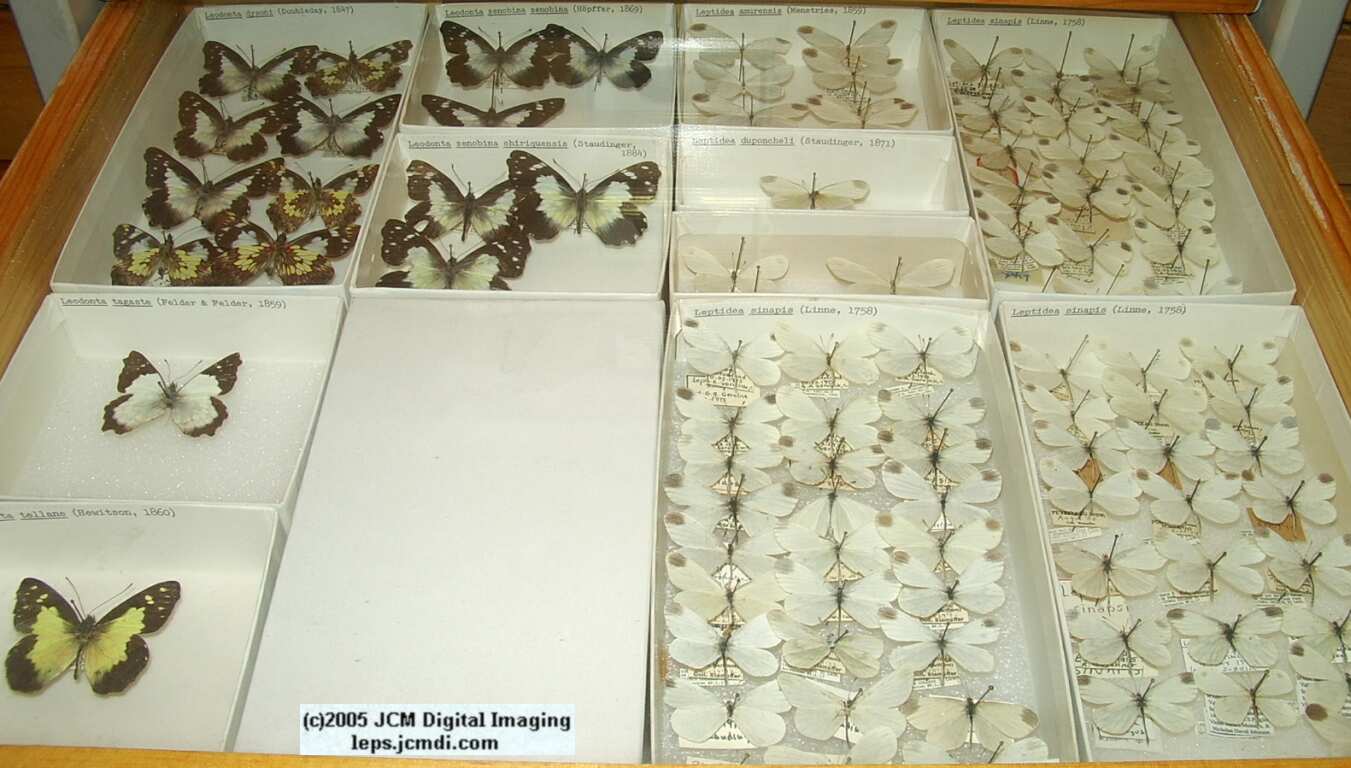 Pieridae species (Los Angeles Natural History Museum collection)