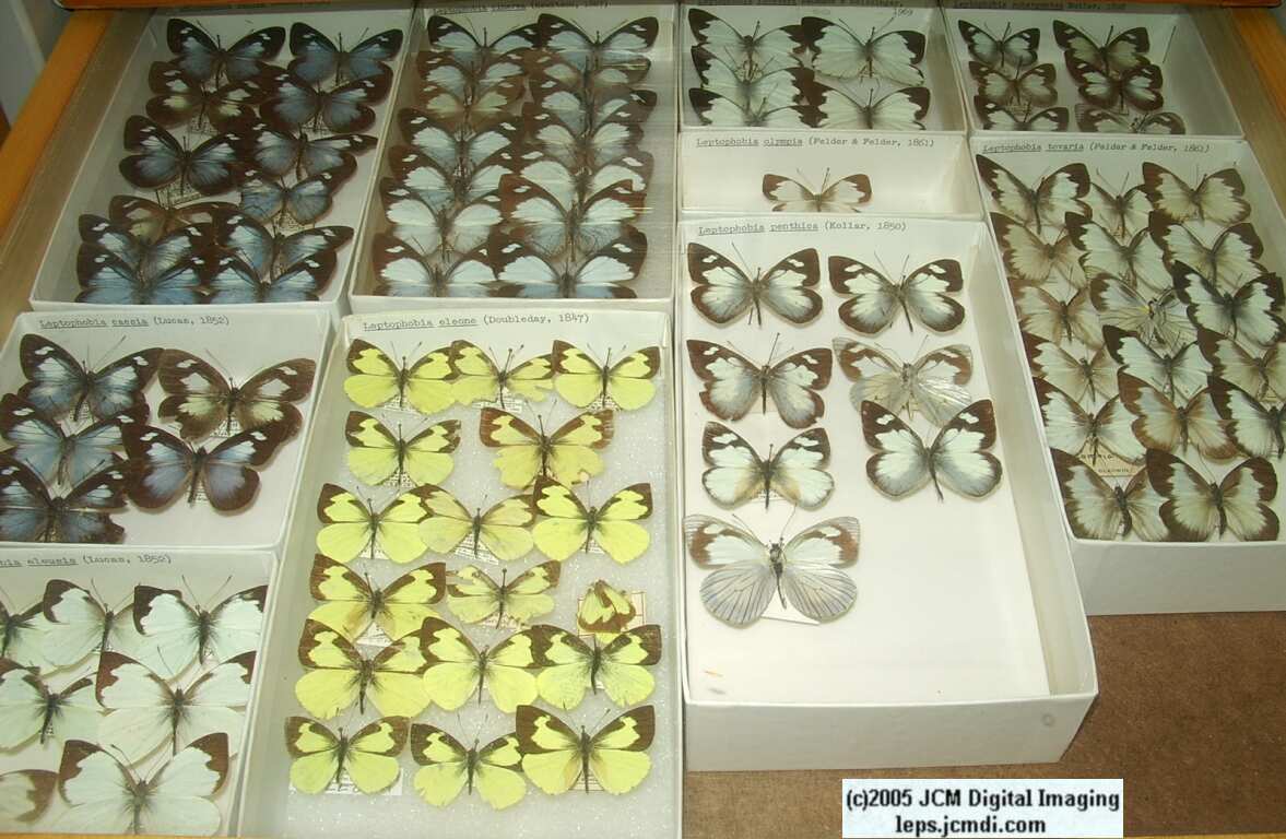 Pieridae species (Los Angeles Natural History Museum collection)