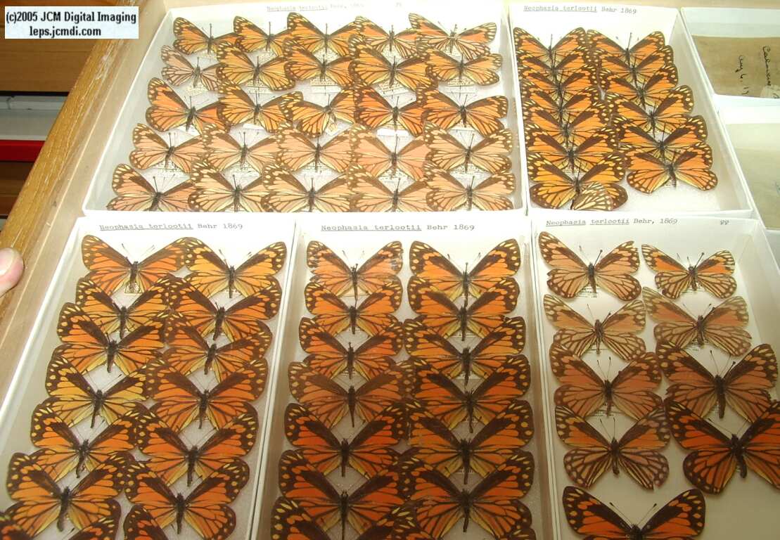 Pieridae species (Los Angeles Natural History Museum collection)