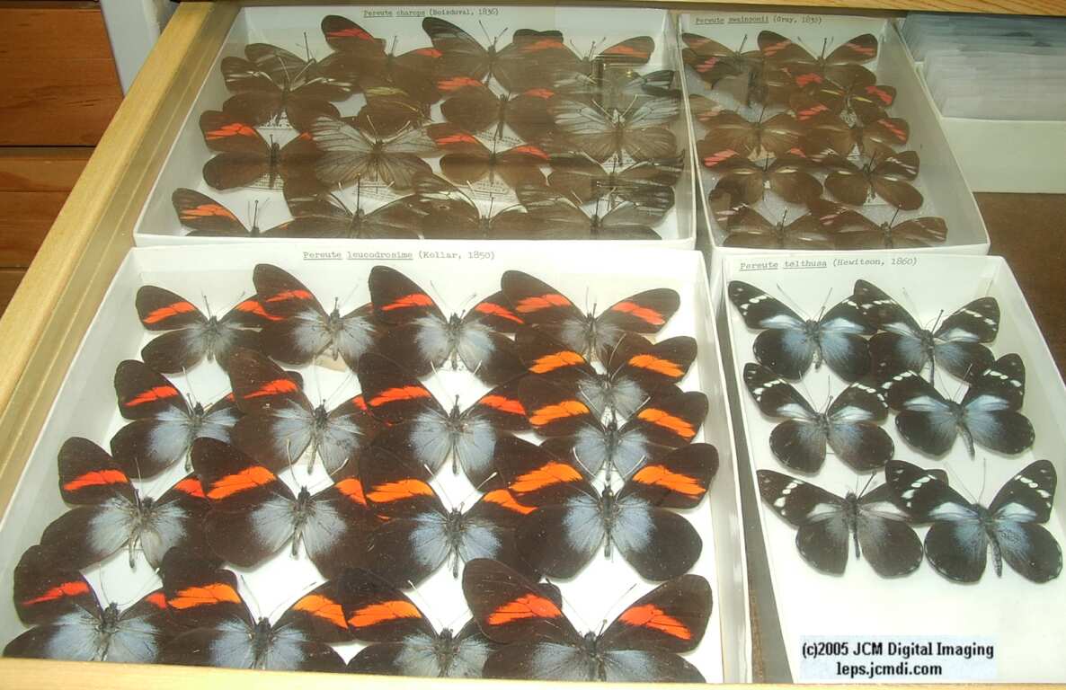 Pieridae species (Los Angeles Natural History Museum collection)