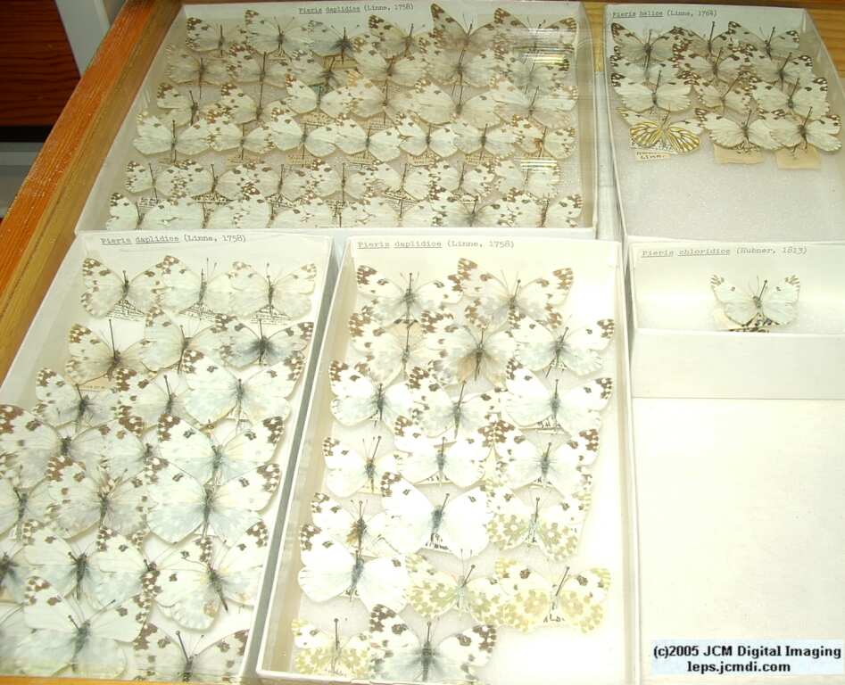 Pieridae species (Los Angeles Natural History Museum collection)