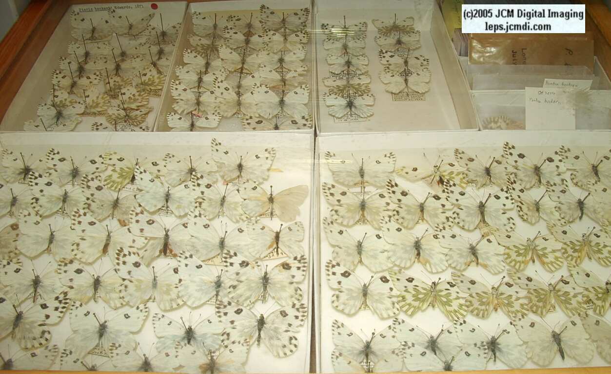 Pieris beckeri (Los Angeles Natural History Museum collection)