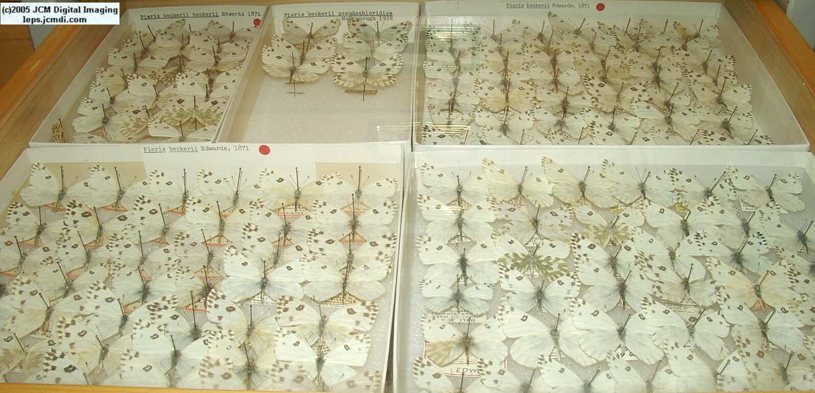Pieris beckeri (Los Angeles Natural History Museum collection)