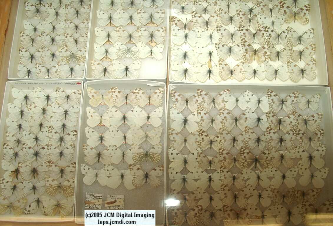 Pieris protodice (Los Angeles Natural History Museum collection)