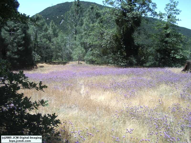 Sawmill Campground, June 2005