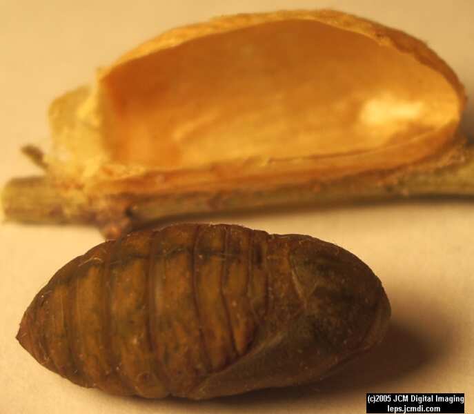 Saturnia albofasciata (White-Streaked Silkmoth) images, rearing, larvae, pupae, cocoons, and documentary