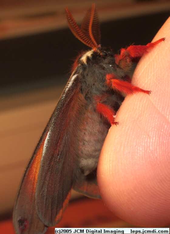 Saturnia mendocino (Mendocino Silk Moth) photos and rearing documentary JCMDI.COM
