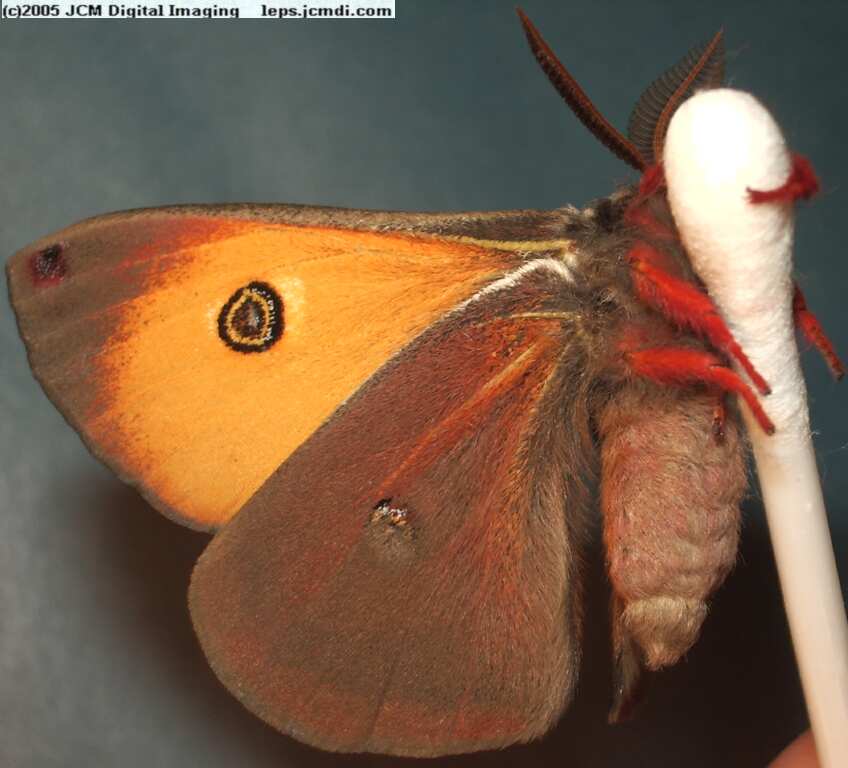 Saturnia mendocino (Mendocino Silk Moth) photos and rearing documentary JCMDI.COM