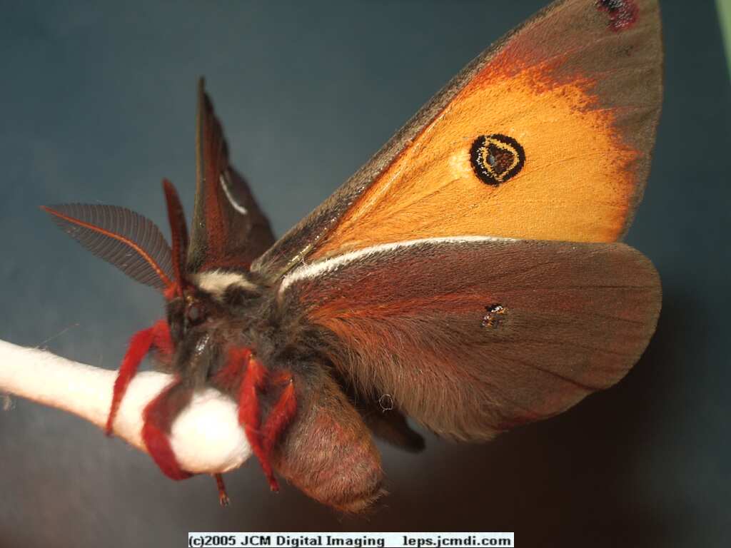 Saturnia mendocino (Mendocino Silk Moth) photos and rearing documentary JCMDI.COM