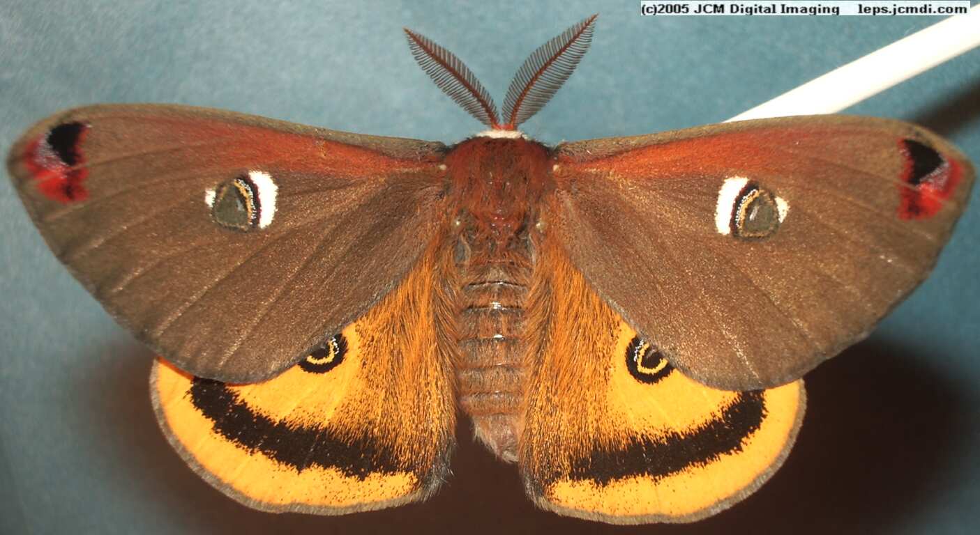 Saturnia mendocino (Mendocino Silk Moth) photos and rearing documentary JCMDI.COM