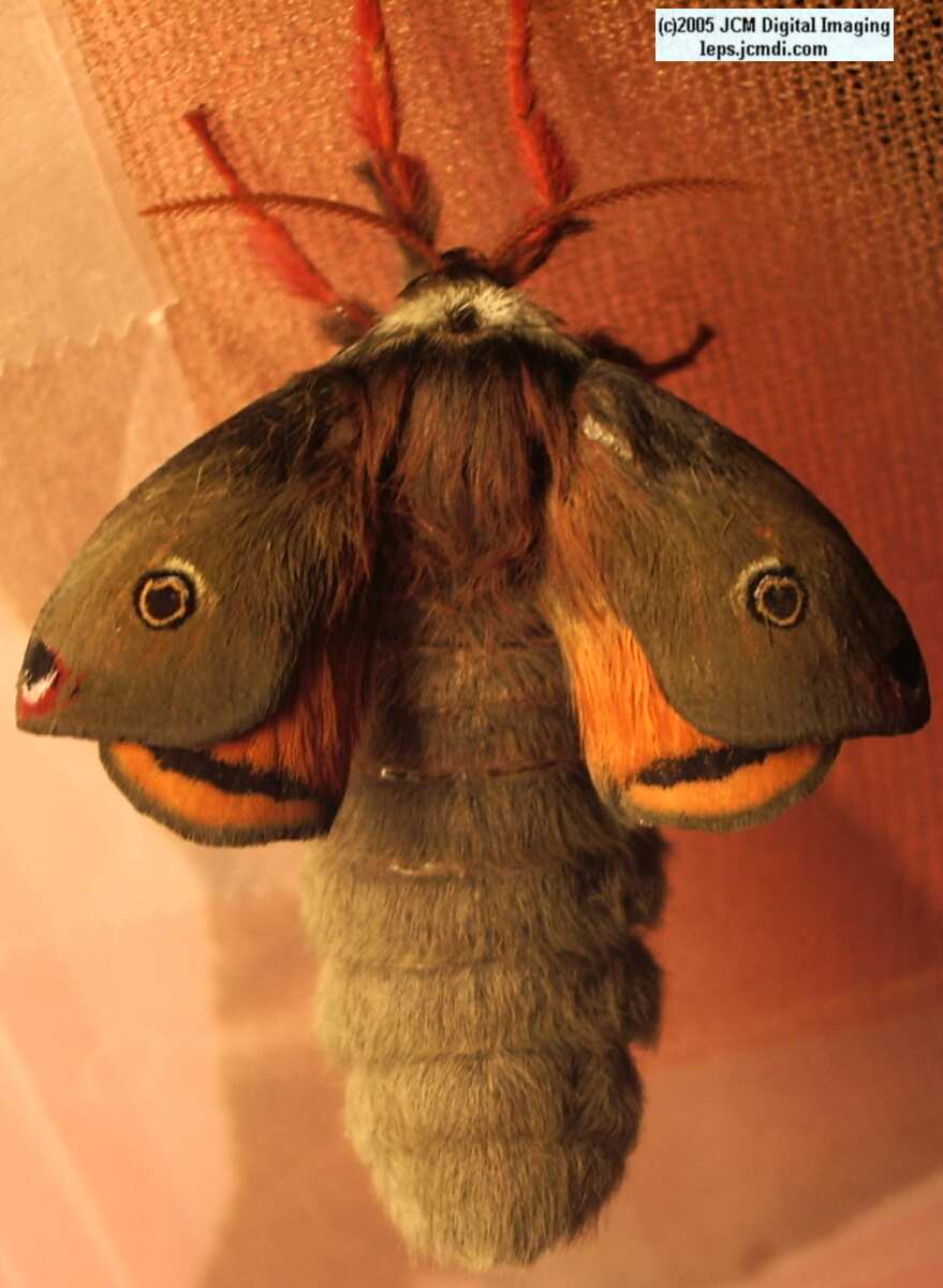 Saturnia mendocino (Mendocino Silk Moth) photos and rearing documentary JCMDI.COM