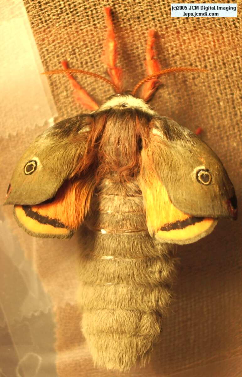 Saturnia mendocino (Mendocino Silk Moth) photos and rearing documentary JCMDI.COM