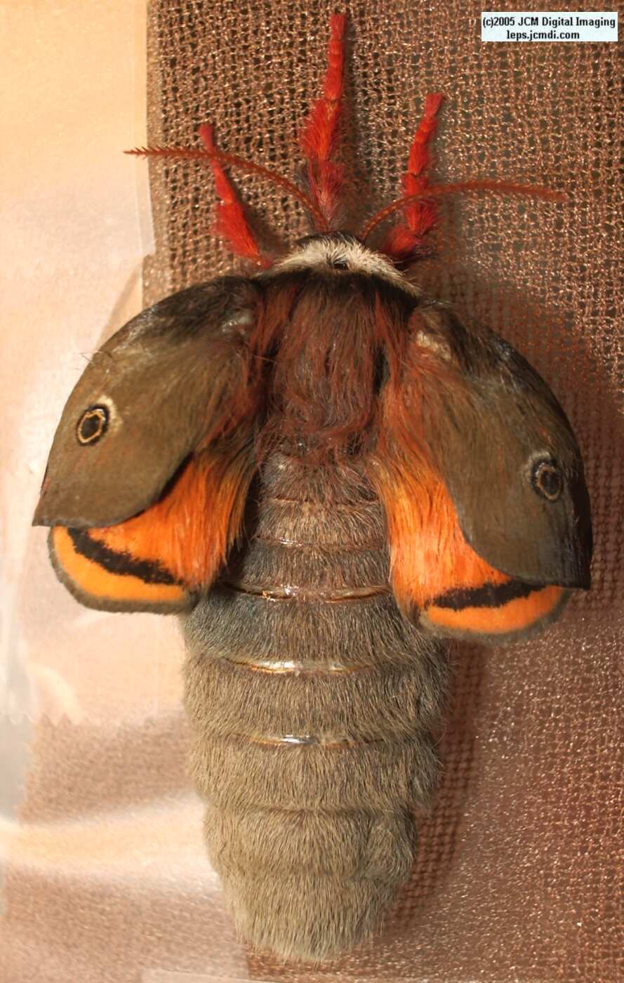 Saturnia mendocino (Mendocino Silk Moth) photos and rearing documentary JCMDI.COM
