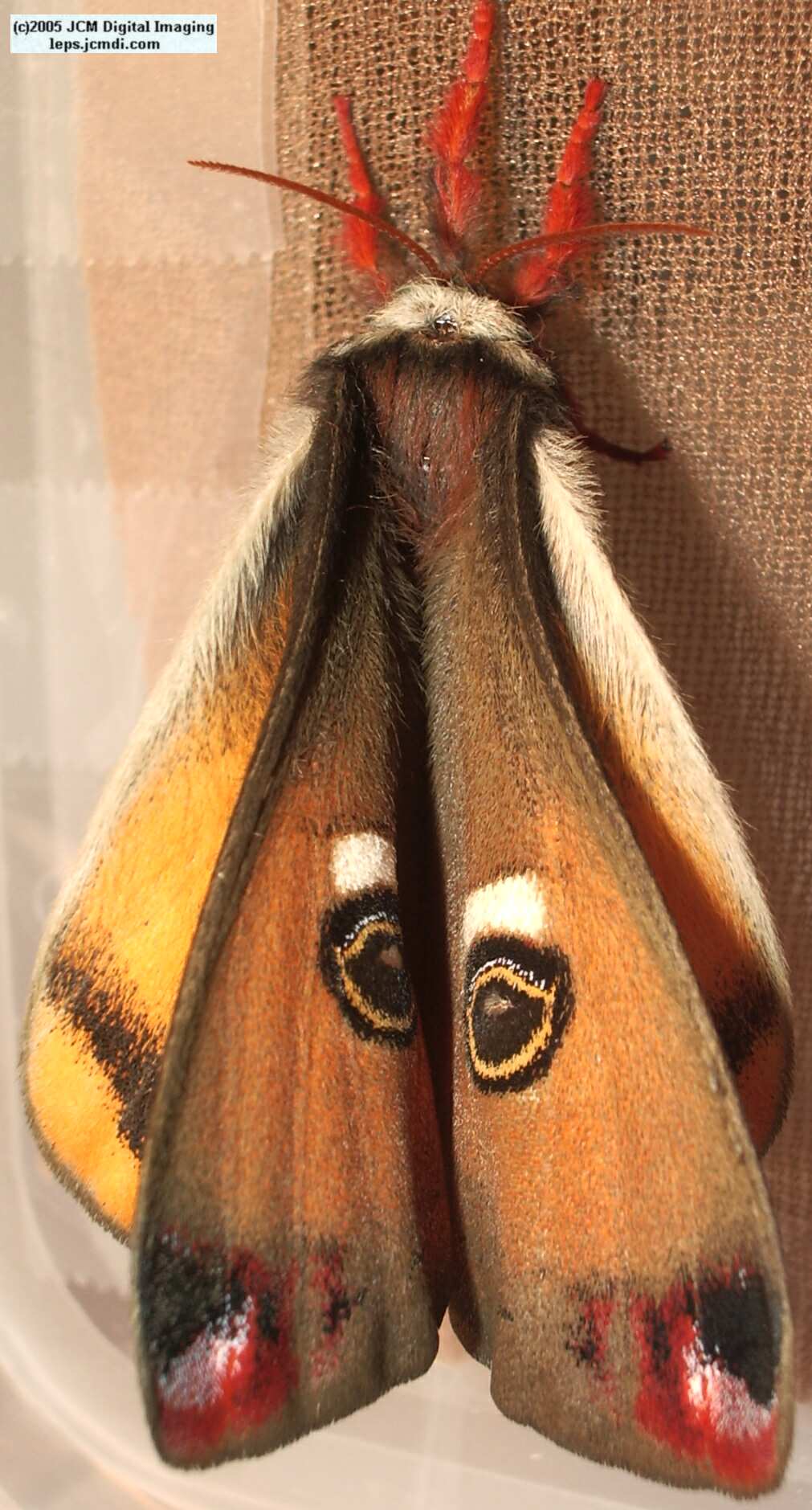 Saturnia mendocino (Mendocino Silk Moth) photos and rearing documentary JCMDI.COM