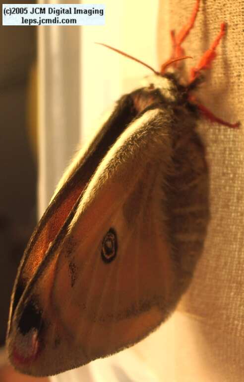 Saturnia mendocino (Mendocino Silk Moth) photos and rearing documentary JCMDI.COM
