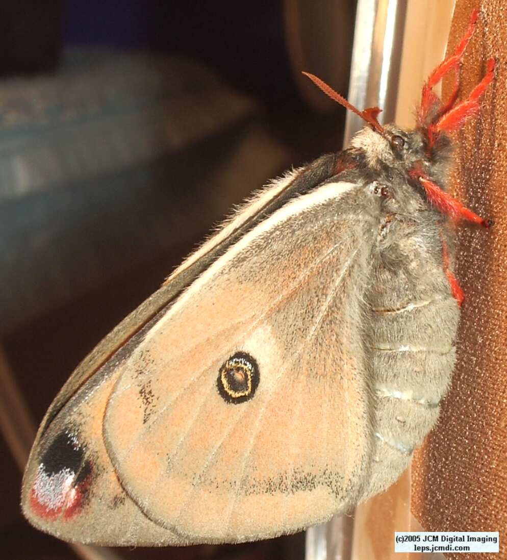 Saturnia mendocino (Mendocino Silk Moth) photos and rearing documentary JCMDI.COM
