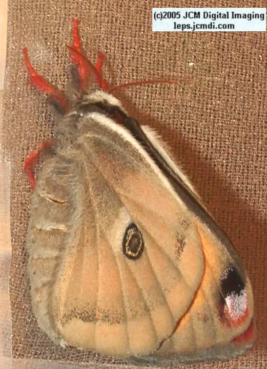 Saturnia mendocino (Mendocino Silk Moth) photos and rearing documentary JCMDI.COM