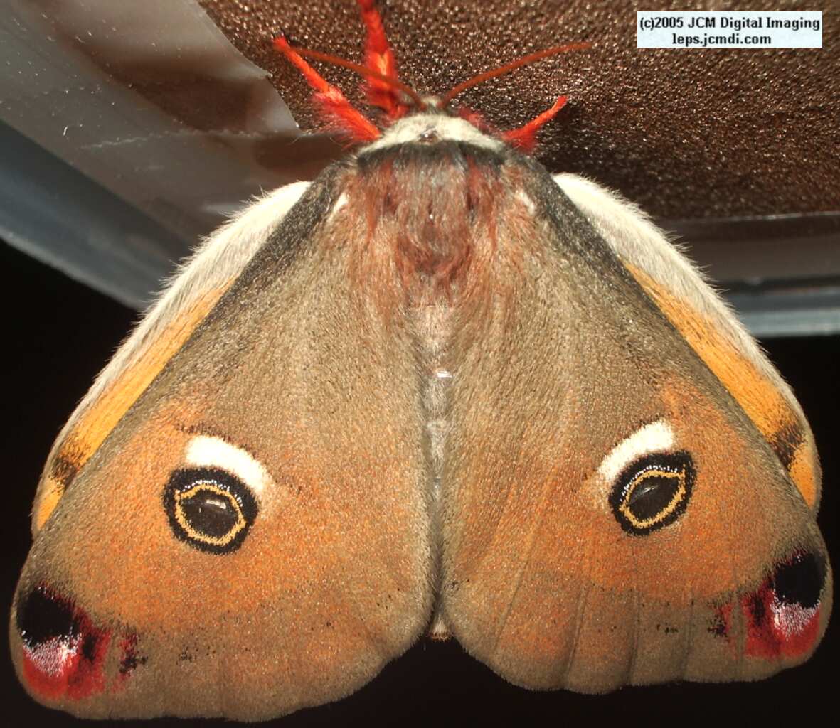 Saturnia mendocino (Mendocino Silk Moth) photos and rearing documentary JCMDI.COM